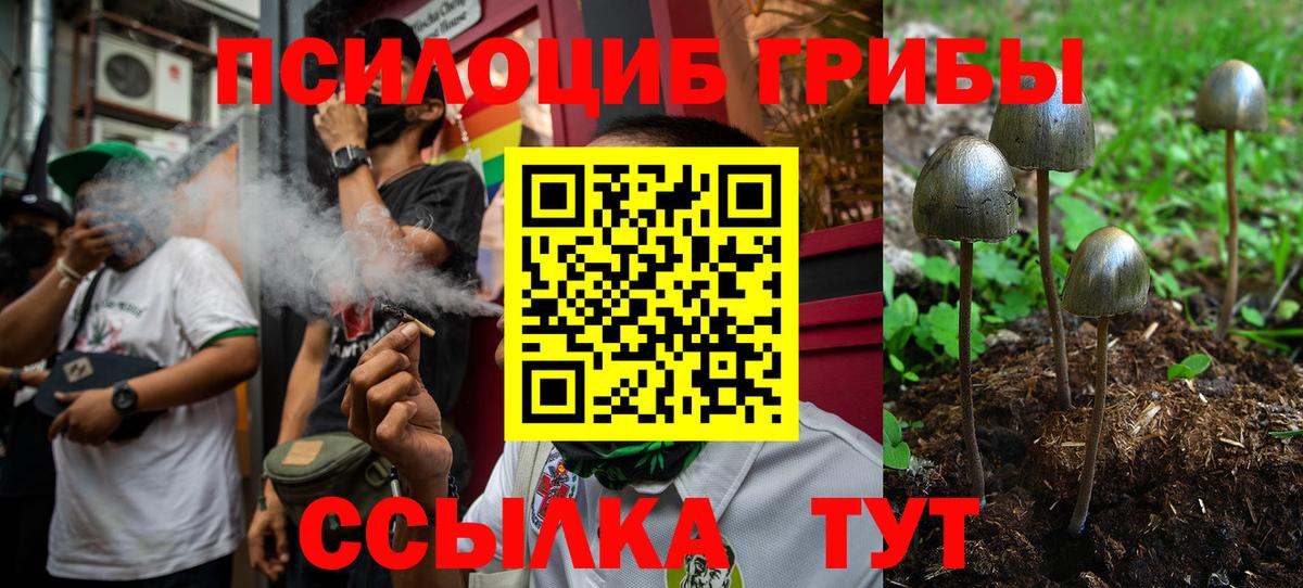 Псилоцибиновые грибы Cubensis  Вход с VPN  Новозыбков 