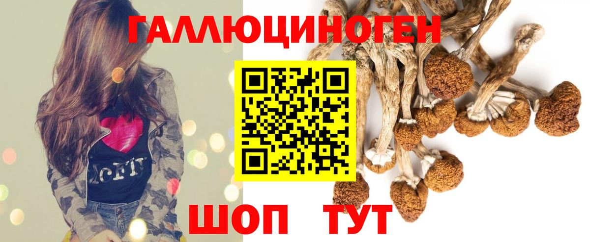Галлюциногенные грибы Cubensis Новозыбков